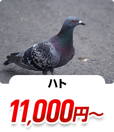 ハト 11,000円～