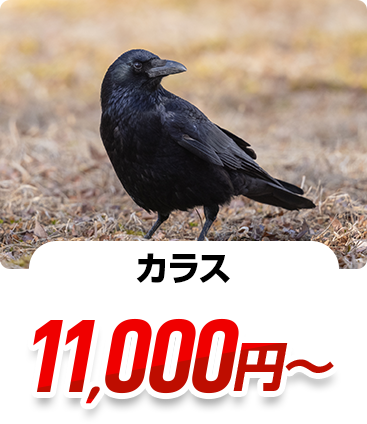 カラス 11,000円～