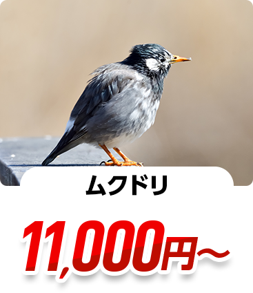 ムクドリ 11,000円～