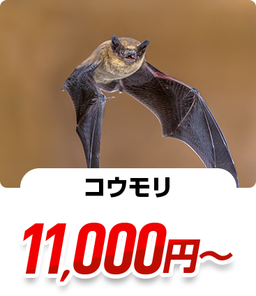 コウモリ 11,000円～